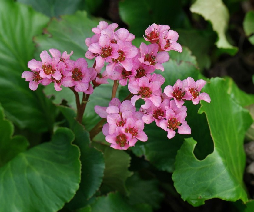 Купить BERGENIA WINTERGLUT - ДЛЯ КАМЕННИЦЫ, ОТЛИЧНО.: отзывы, фото и характерист