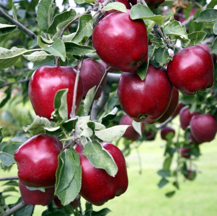 Яблоня красномясая Вампира (горшок 5л) - купить с доставкой