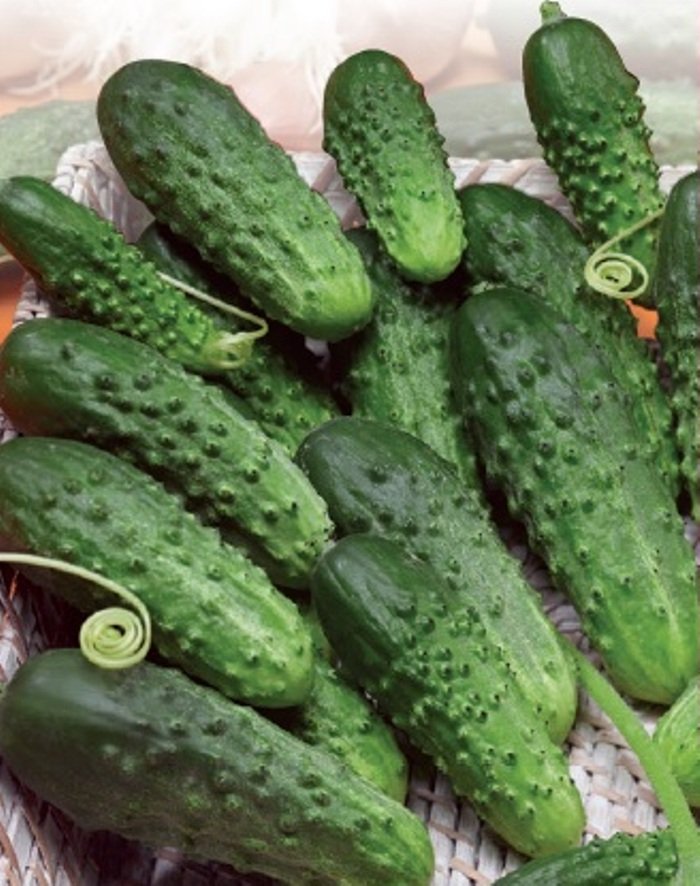 

огурец кустовой семена, огурец кустовой семена купить