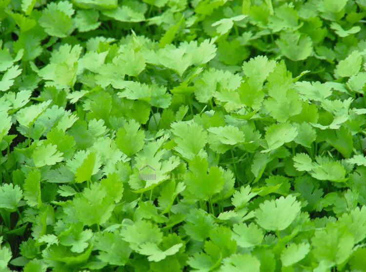 Польза кинзы для здоровья Herbs, Growing coriander, Vegetable seed