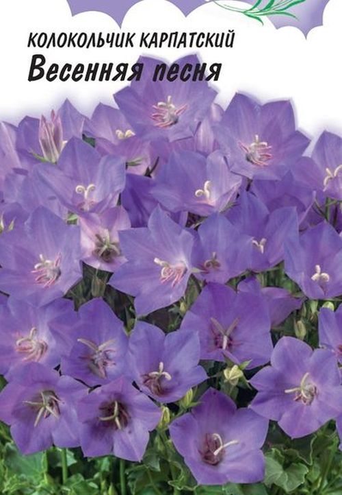 Колокольчик Весенняя песня, карпатский