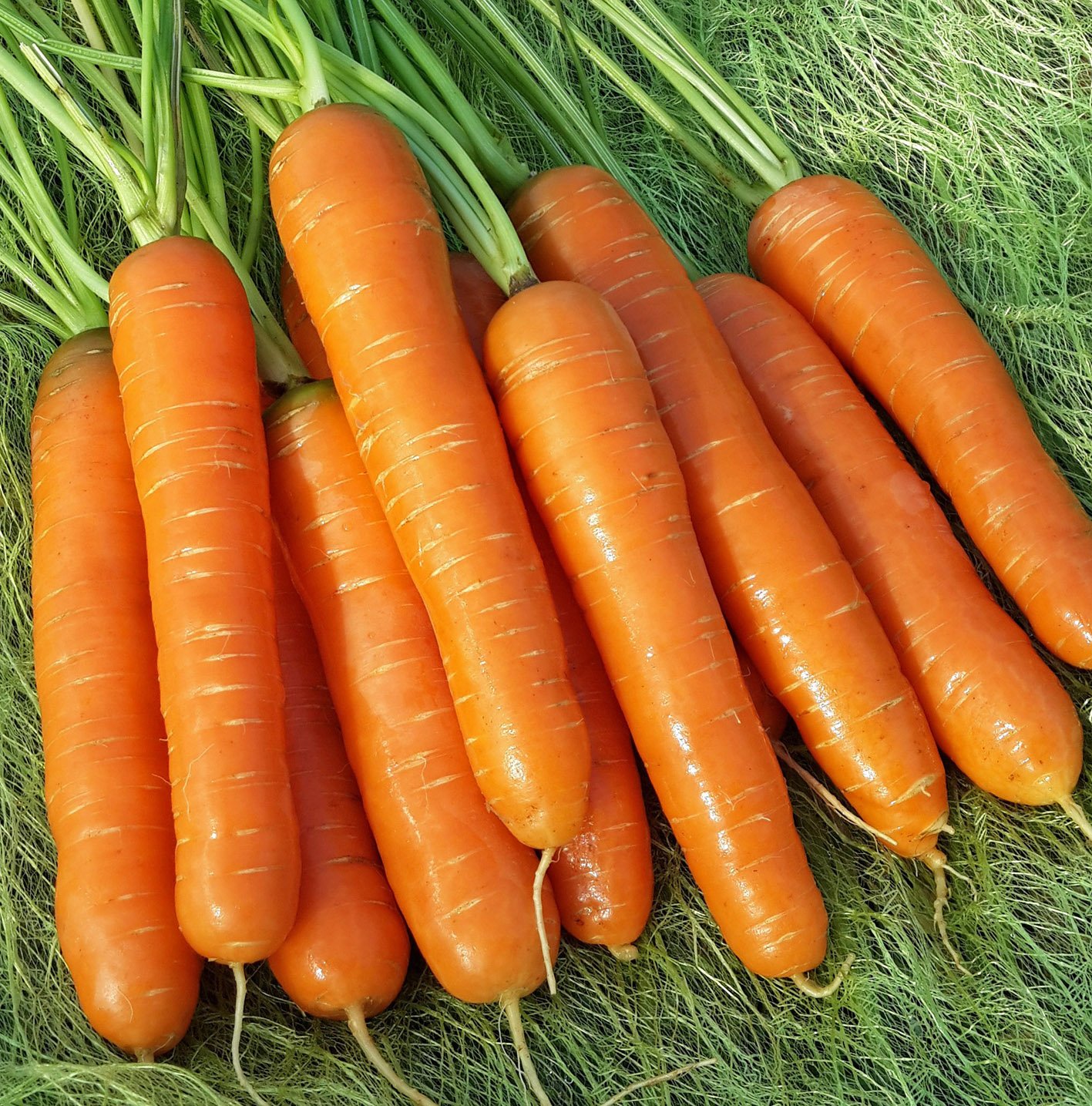 Морковь Нантская (ПРОФ-ПОЧТА) - купить с доставкой