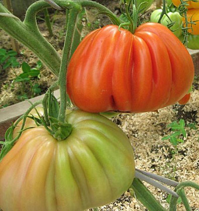 

томат полная кубышка семена, томат полная кубышка семена купить