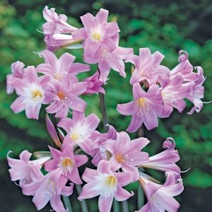 Амариллис Белладонна