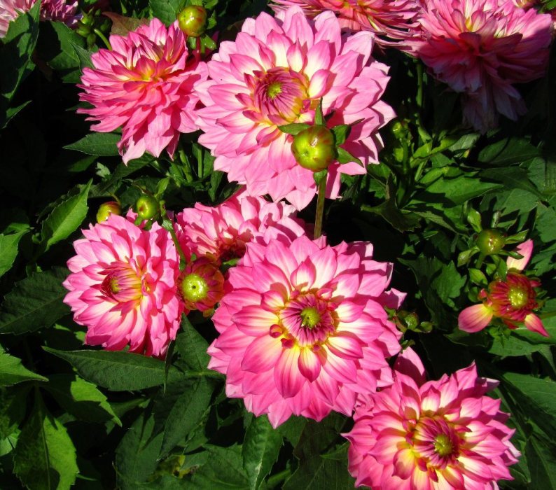 Купить Георгина Гэллери Беллини в Москве и РФ. Описание сорта. Пункты ...