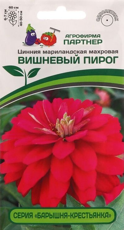 Цинния махровая Барышня-крестьянка Вишневый Пирог
