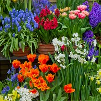 Луковичные и многолетники