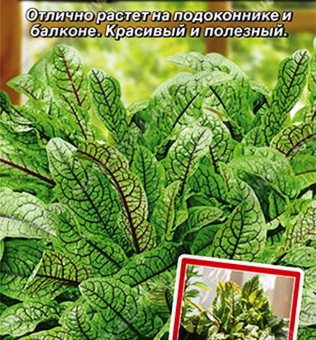 Щавель Сангвиник