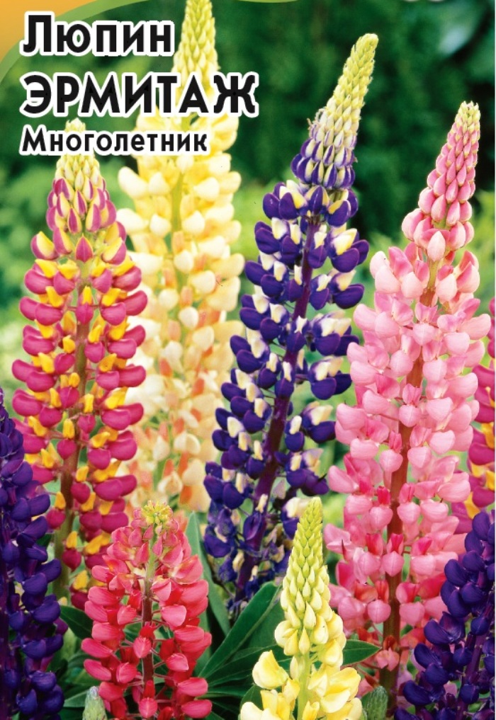 Люпин Эрмитаж, смесь