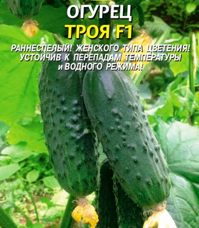 Огурец F1 Троя 