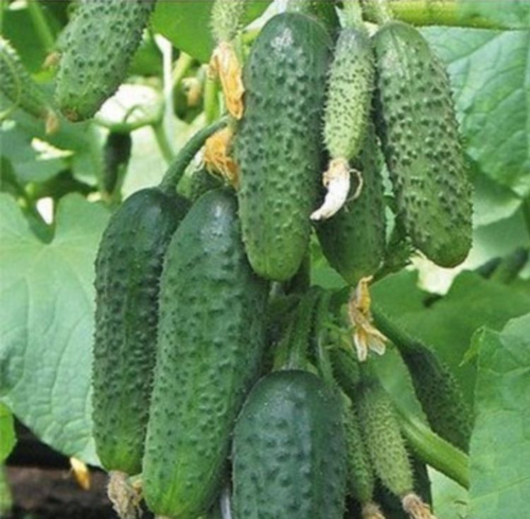 огурец богатырская сила f1 описание. огурец f1 богатырская сила 10 шт манул.