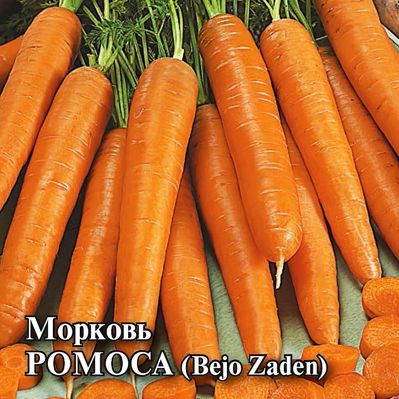 Описание внешнего вида и структуры моркови
