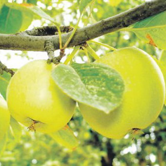 Болезни плодовых деревьев: учимся определять и лечить