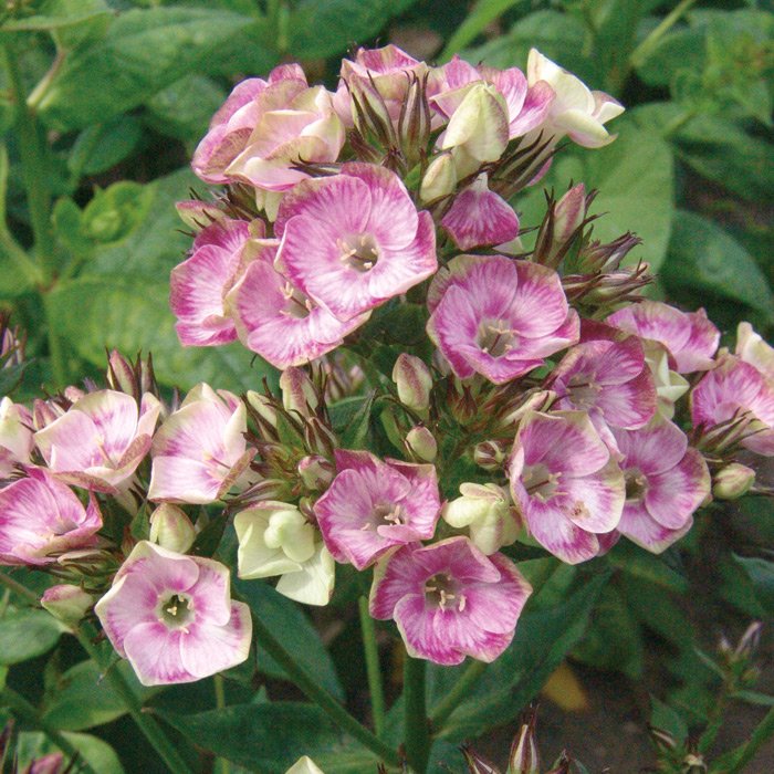 Болд энд бьютифул. Флокс sherbet blend. Флокс неон щербет бленд. Флокс де ля крем. Флокс неон.