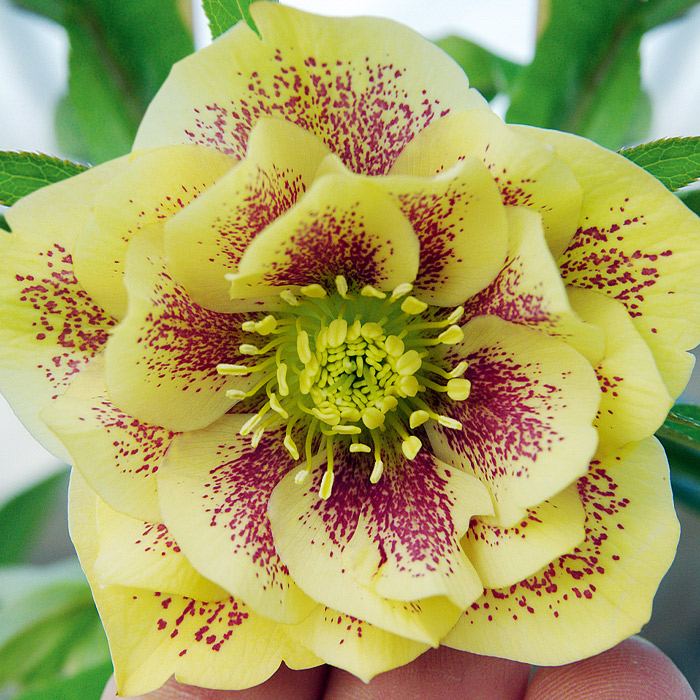 

Морозник восточный Дабл Элен®Йеллоу Споттед