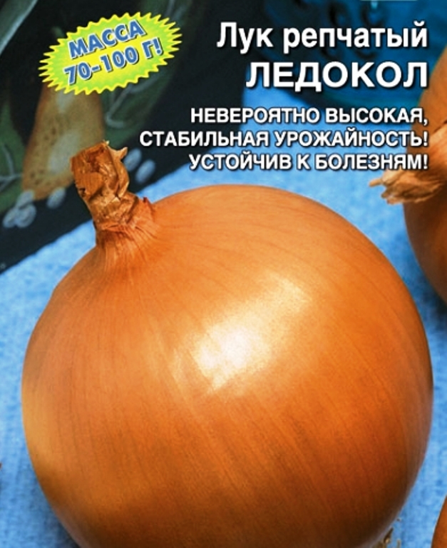 Лук севок ледокол описание сорта. Лук ледокол. Лук ледокол. Лук репчатый ледокол. Лук репчатый ледокол.