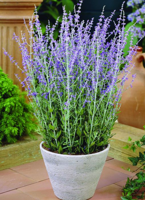 

перовския лебедолистная лейси блю саженцы, перовския лебедолистная лейси блю купить саженцы