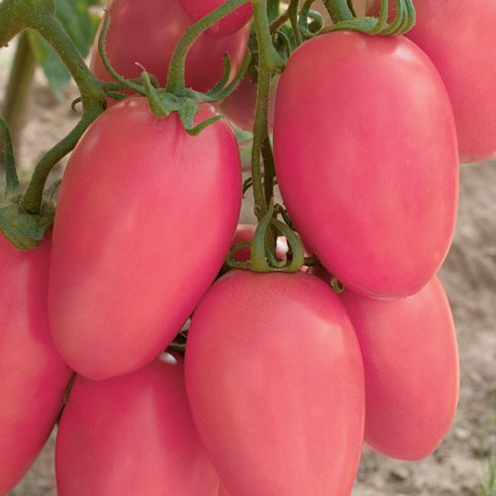 Сорт помидор розовая стелла отзывы