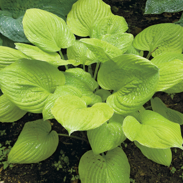 

Хоста Банана Кид