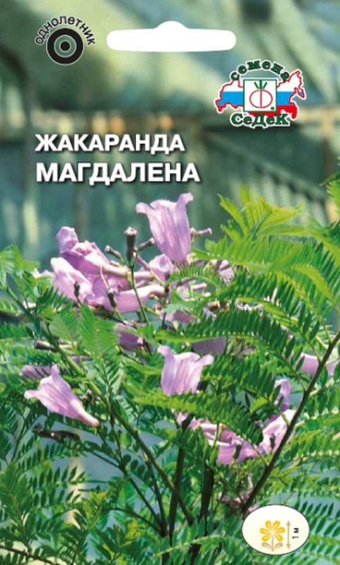 

жакаранда магдалена семена, жакаранда магдалена семена купить