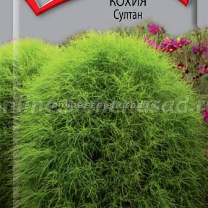 Кохия - купить семена недорого с доставкой и самовывозом из ПВЗ
