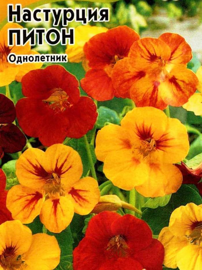 Настурция Питон, смесь