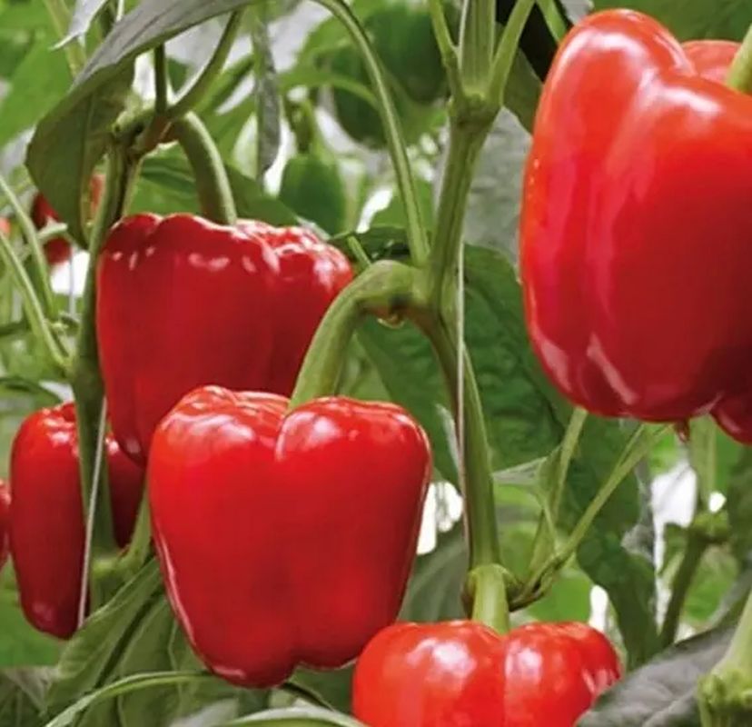 Перец Едино: описание сорта, характеристики плодов, агротехника выращивания и уход, отзывы