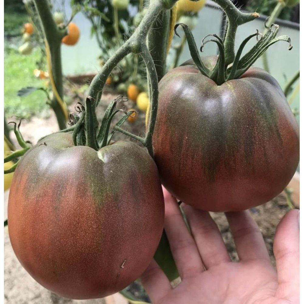 Томат черное сердце америки. Томат черное сердце. Томат черное сердце бреда мязина. Томат черное сердце брэда. Семена черное сердце бреда.