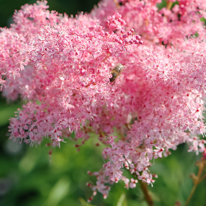 

Таволга Кахоме