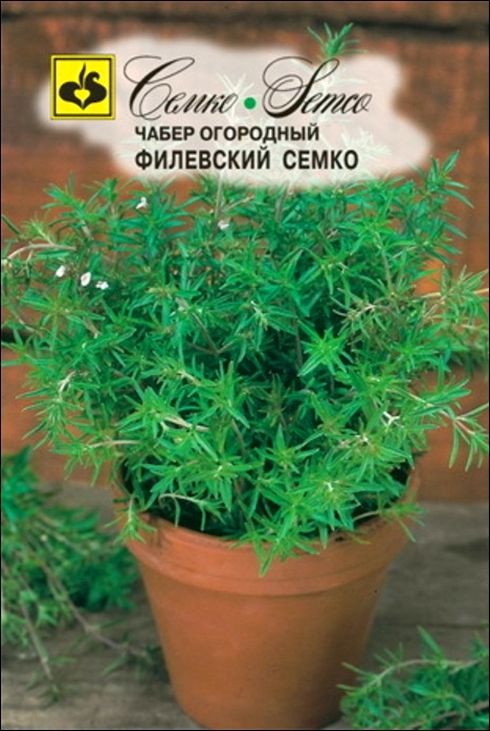 Чабер Филевский Семко