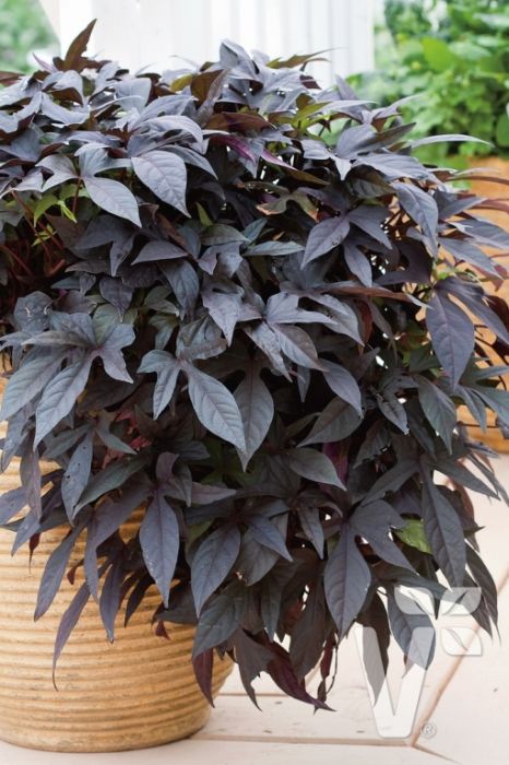 Pin on Landscaping Patio flowers, Flower pots outdoor, Potato vines