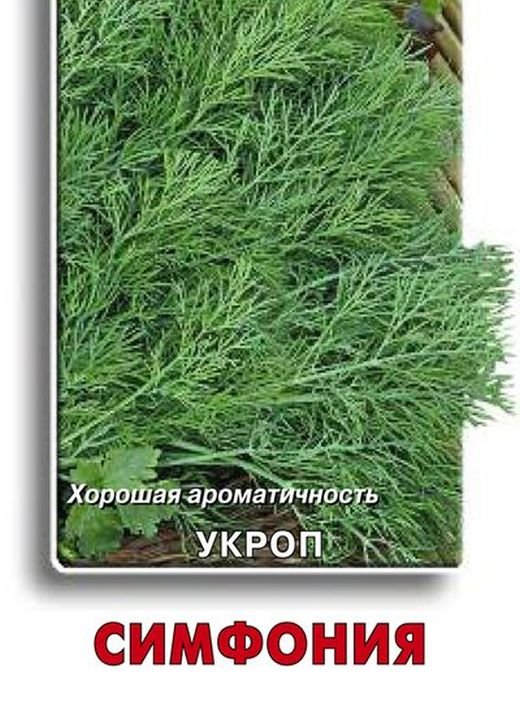 Укроп Симфония