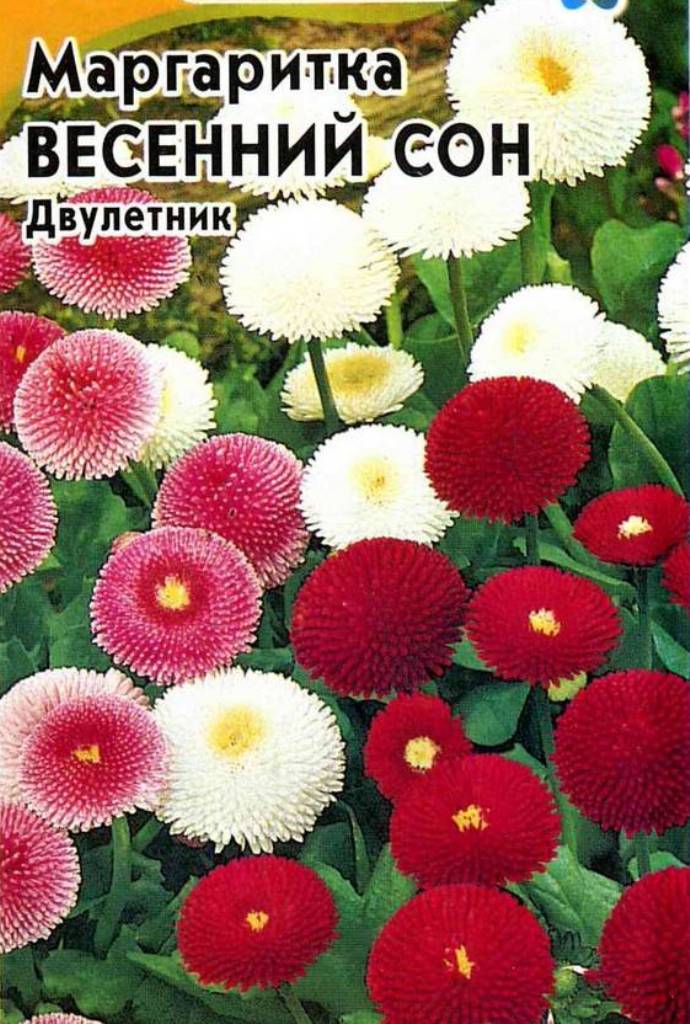 Маргаритка Весенний сон