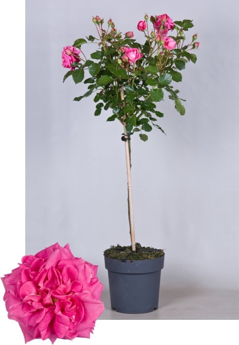 Роза штамбовая Топкапи - купить с доставкой