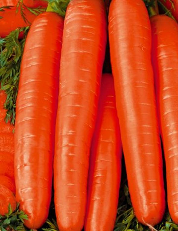 Морковь Нарбонне: описание и характеристики сорта, правила посадки и выращивания, отзывы - полезная информация