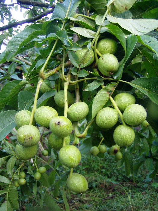 Орех грецкий суперкарлик