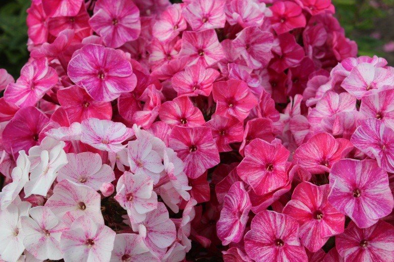 Флокс метельчатый Фрекл Ред Шейдз