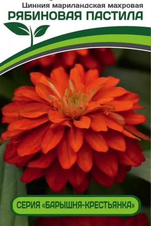 цинния махровая "барышня-крестьянка" абрикосовый джем. циния барышня крестьянка. циния барышня крестьянка. циния барышня крестьянка. циния партнёр рябиновая пастила.