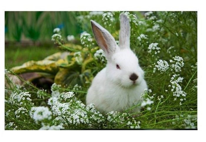 

салфетка кролик белый, 41х26см, купить салфетка кролик белый, 41х26см