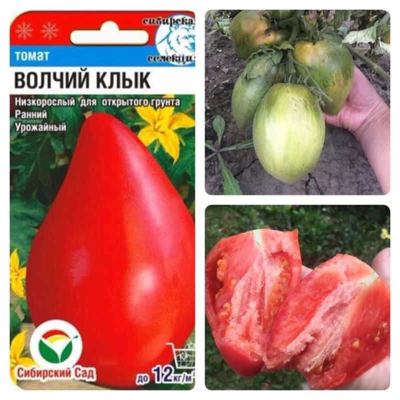 

томат волчий клык семена, томат волчий клык семена купить