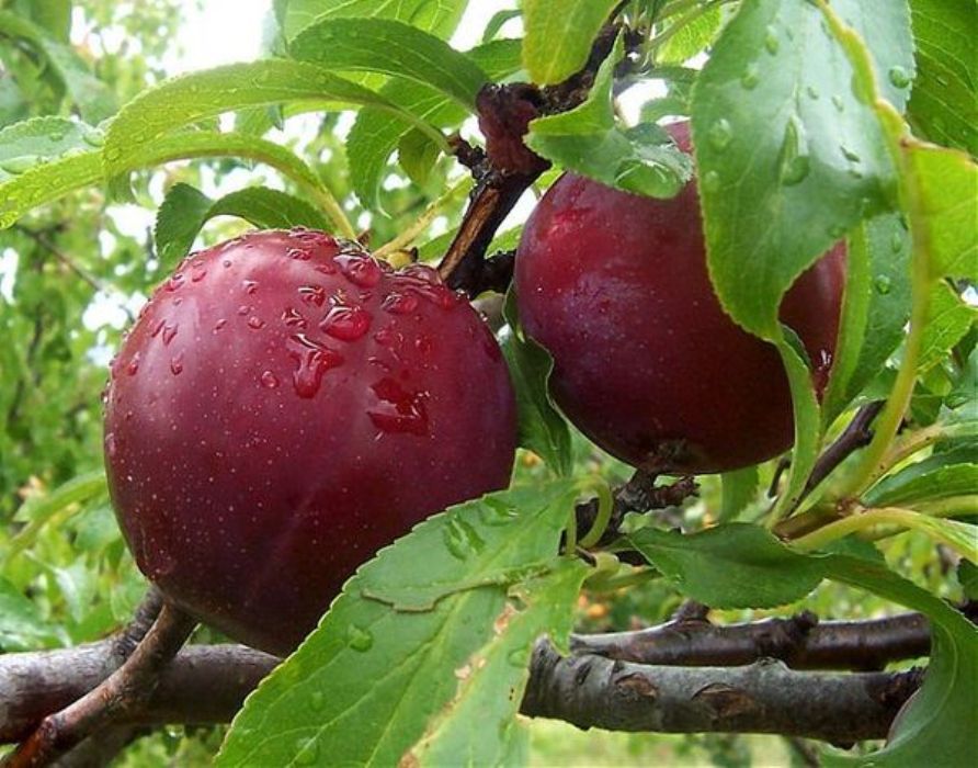 

Саженцы Алыча Клеопатра