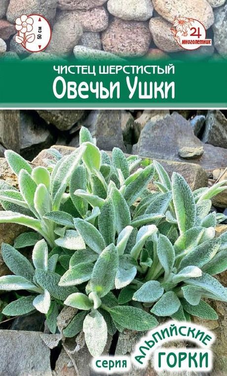 

чистец шерстистый овечьи ушки семена, чистец шерстистый овечьи ушки семена купить (В наличии)