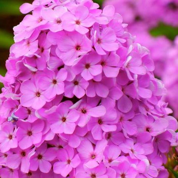 

Флокс метельчатый Хесперис