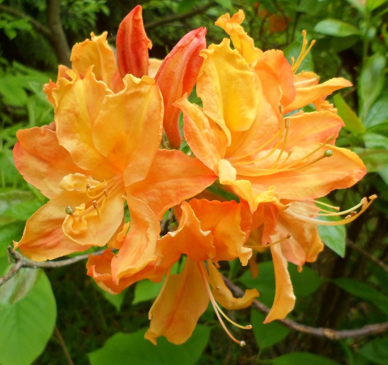 рододендроны голден. рододендроны голден. рододендроны голден. рододендрон голден лайт листопадный. рододендроны голден.