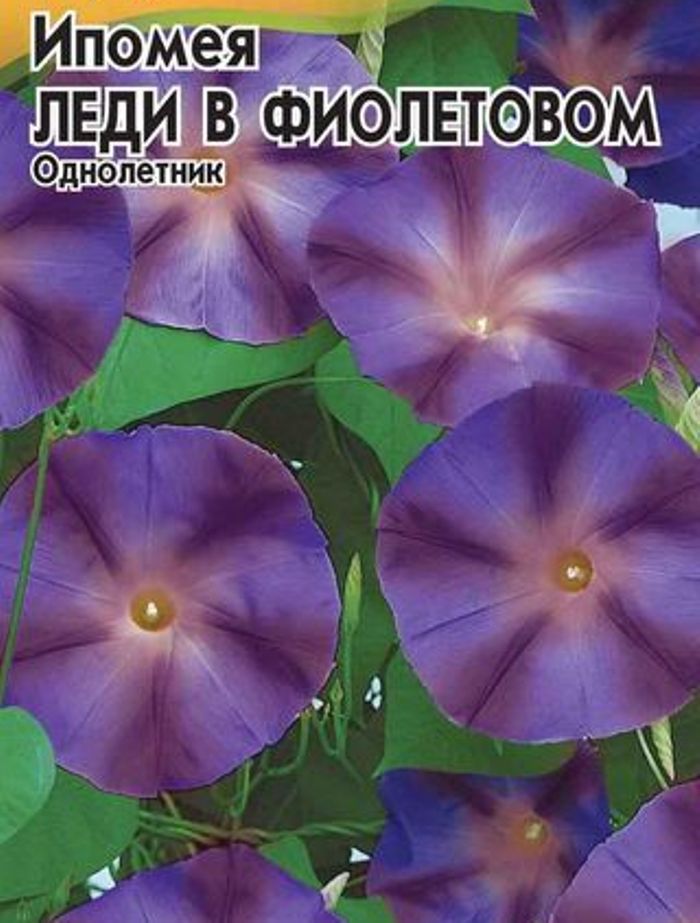 Ипомея Леди в фиолетовом