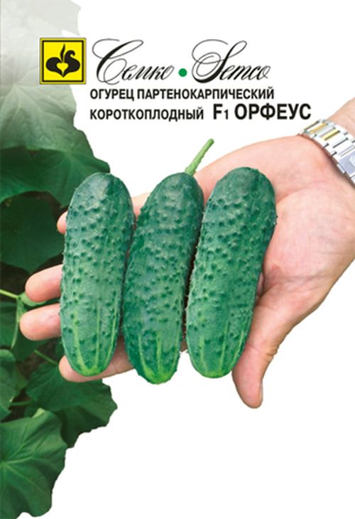 Огурец Орфеус F1