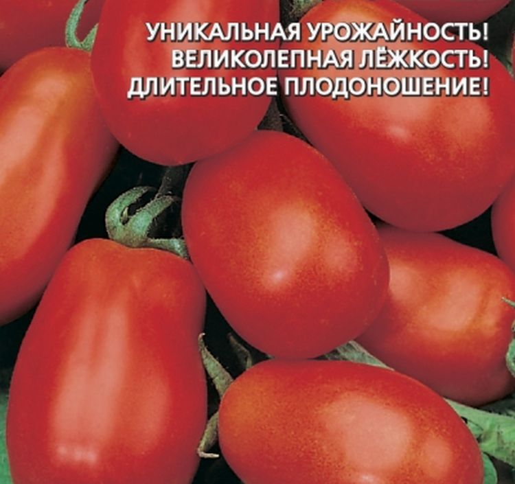 Томат служебный роман отзывы фото