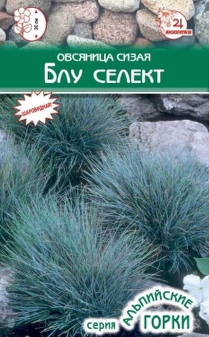 Овсяница сизая Блу селект