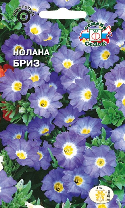 

нолана бриз семена, нолана бриз семена купить