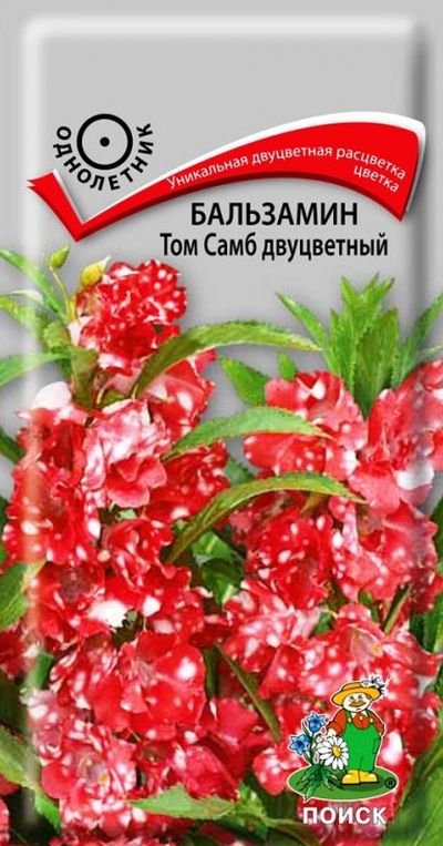 Бальзамин Том Самб двуцветный